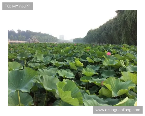 中东国际娱乐城:多元化娱乐项目满足不同年龄层客户的多样化需求 中东国际娱乐城:多元化娱乐项目满足不同年龄层客户的多样化需求